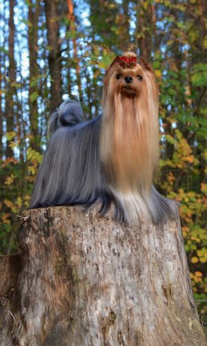 Dog Photo