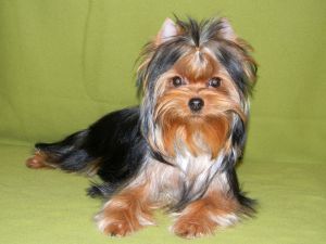 Dog Photo