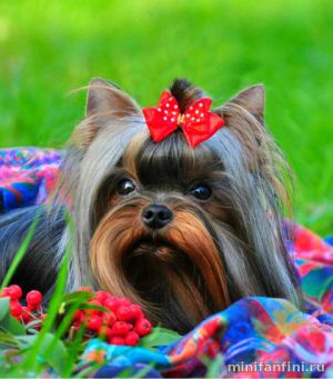 Dog Photo