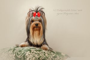 Dog Photo