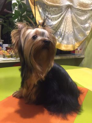 Dog Photo