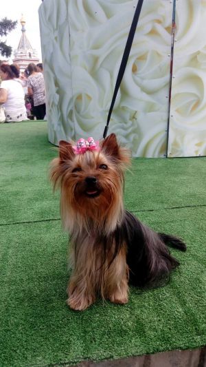 Dog Photo