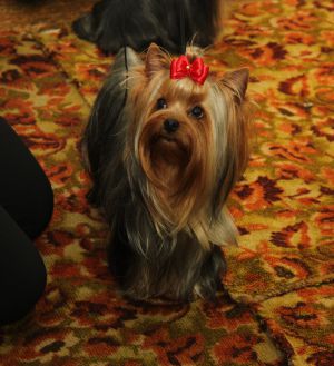 Dog Photo