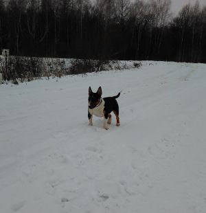 Dog Photo