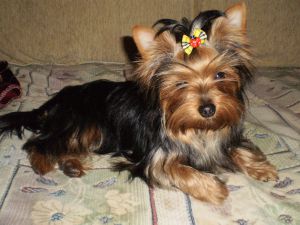 Dog Photo