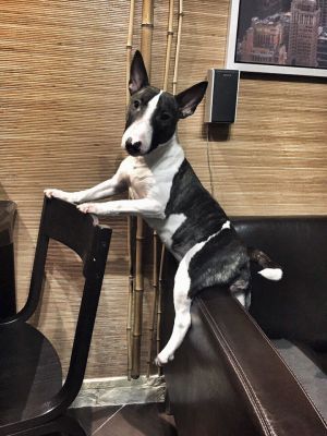 Dog Photo