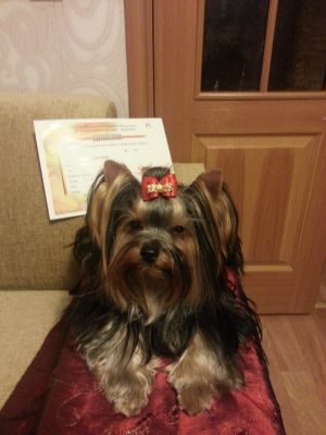 Dog Photo