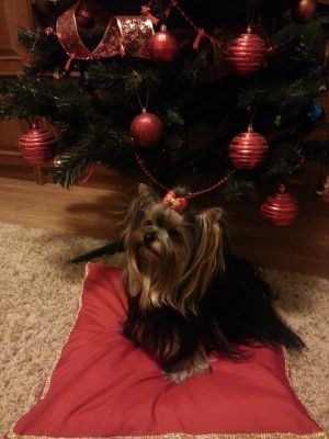 Dog Photo