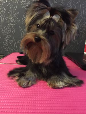 Dog Photo