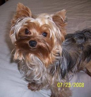 Dog Photo