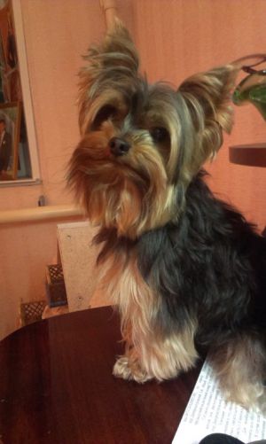 Dog Photo