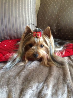 Dog Photo