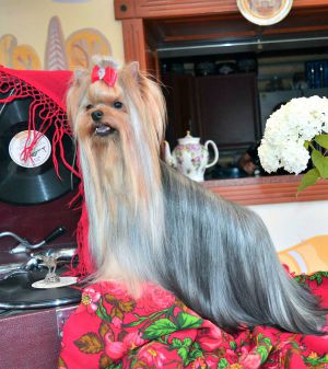Dog Photo