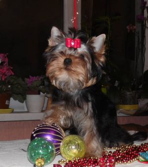 Dog Photo