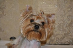 Dog Photo