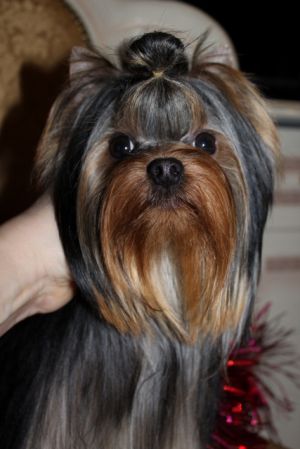 Dog Photo