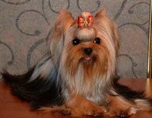 Dog Photo