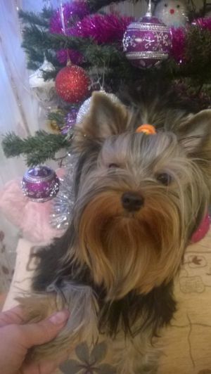 Dog Photo