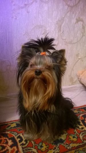 Dog Photo