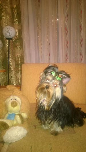 Dog Photo