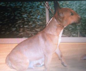 Dog Photo