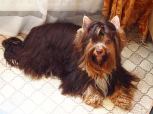 Dog Photo