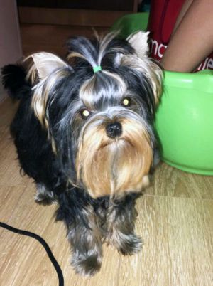 Dog Photo