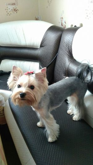 Dog Photo
