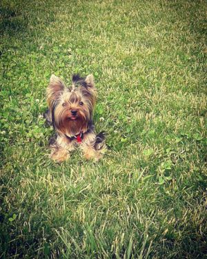 Dog Photo