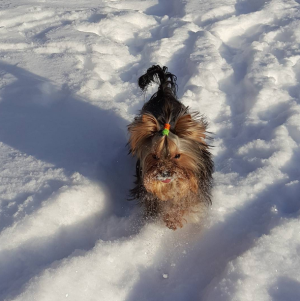 Dog Photo