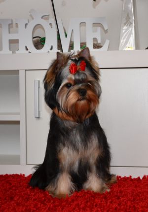 Dog Photo