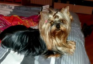 Dog Photo