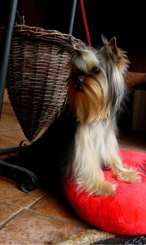 Dog Photo