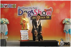 Dog Photo