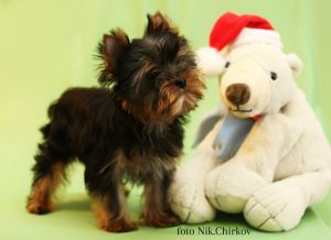 Dog Photo