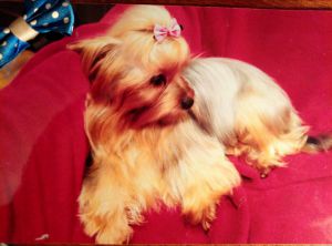 Dog Photo