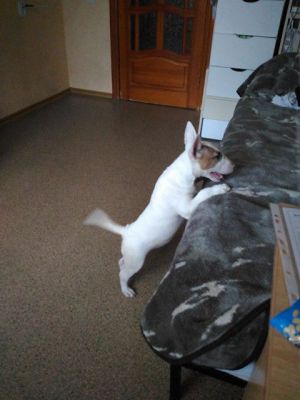 Dog Photo