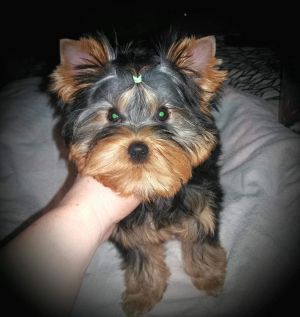 Dog Photo