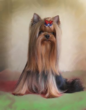 Dog Photo