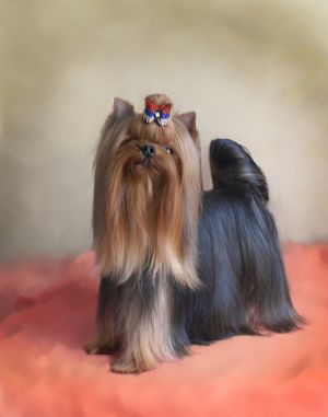 Dog Photo