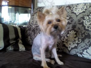 Dog Photo