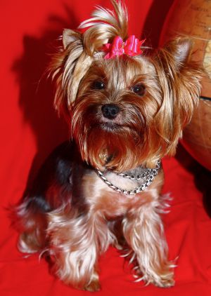 Dog Photo
