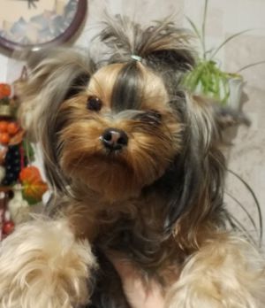 Dog Photo