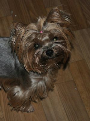 Dog Photo