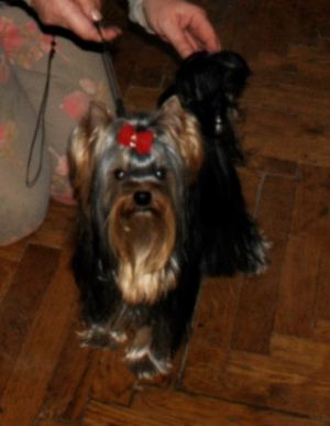 Dog Photo