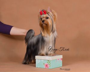 Dog Photo