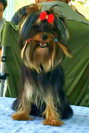 Dog Photo