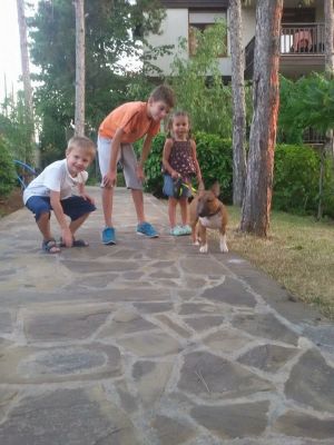 Dog Photo