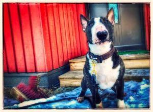Dog Photo