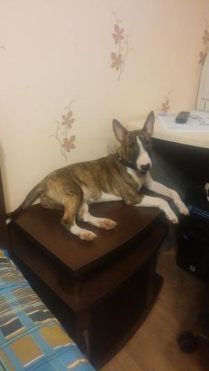 Dog Photo